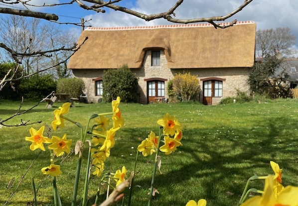 A stone house with a thatched roof and a garden with daffodils.