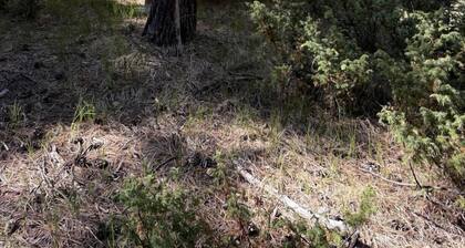 Rustic Glamping Camper Cabin Near Hunting Unit 6A & San Pedro Parks Wilderness, New Mexico