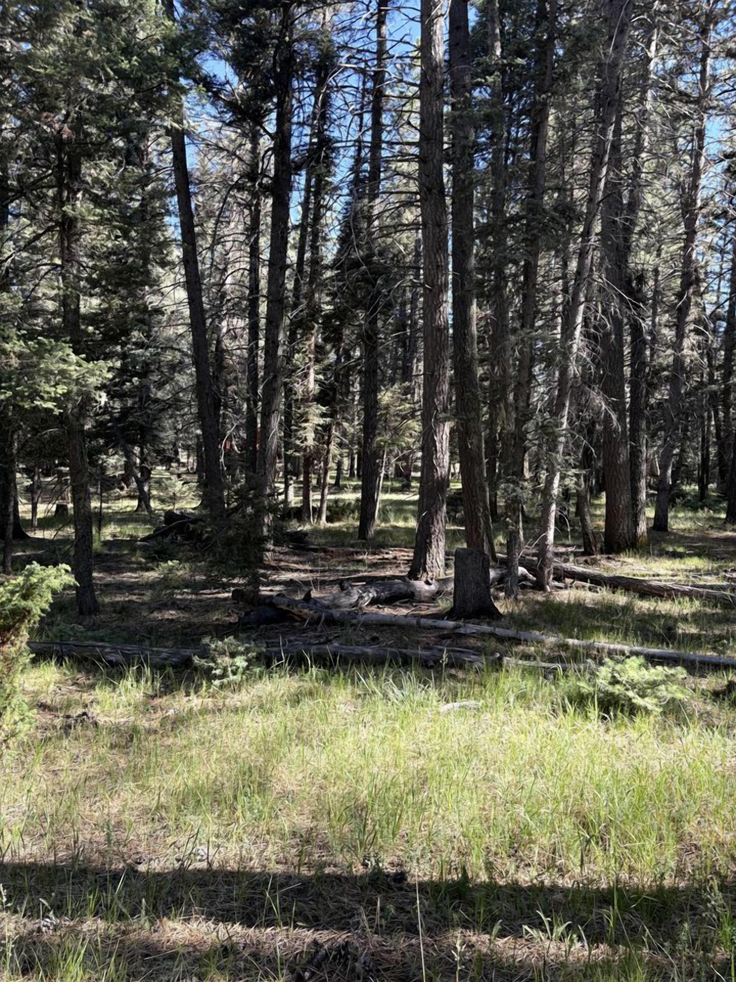 Une zone boisée avec de grands arbres et un sol recouvert d’herbe.