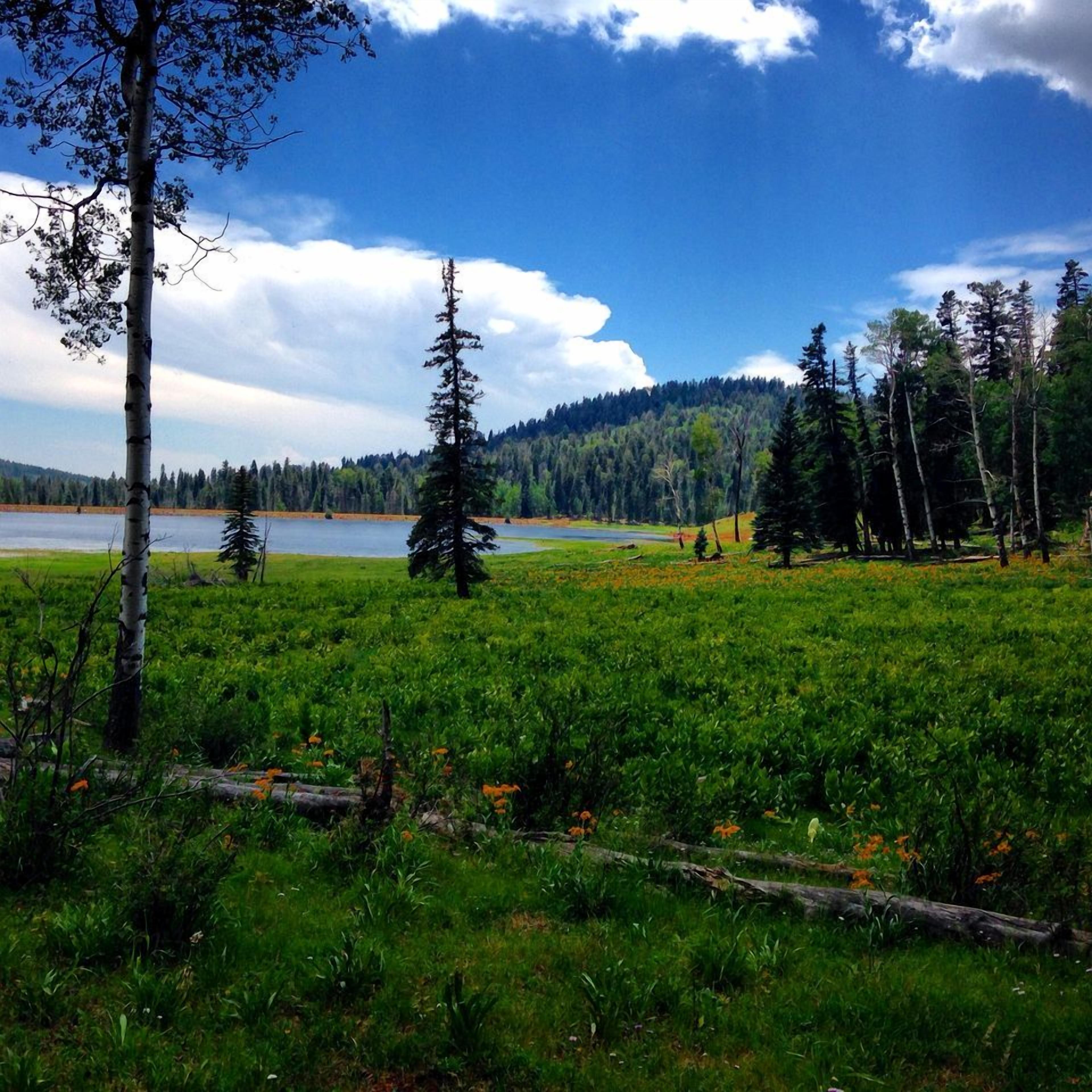 A natural landscape with a lake, trees, and a grassy field.
