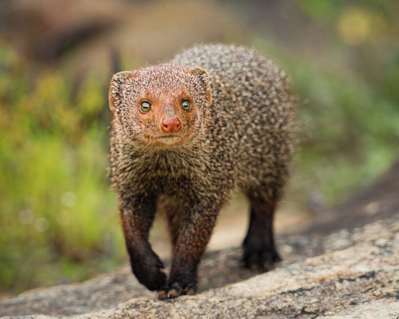 Un animal pequeño y peludo, de rostro redondo y grandes ojos, caminando sobre una superficie rocosa.
