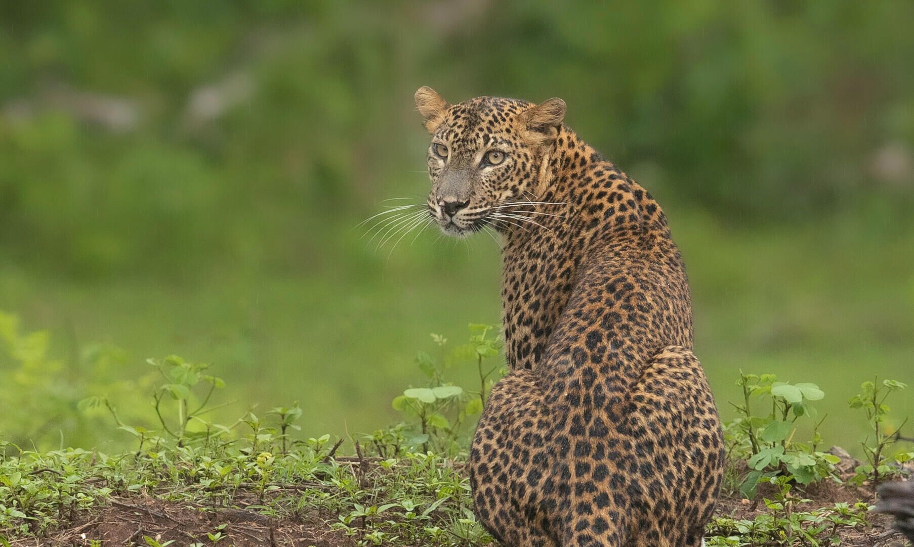 Un léopard est assis par terre, entouré de verdure.