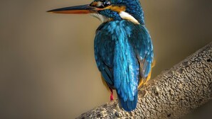 Un pájaro posado en una rama.
