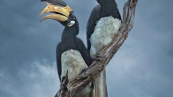 Dos pájaros posados en una rama.