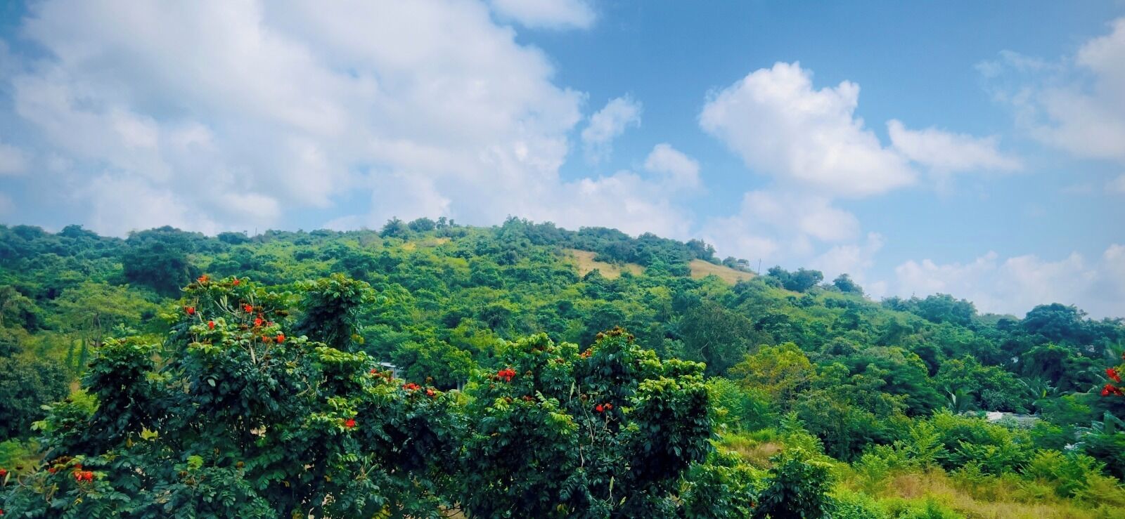 A lush green landscape with dense vegetation and a clear sky.