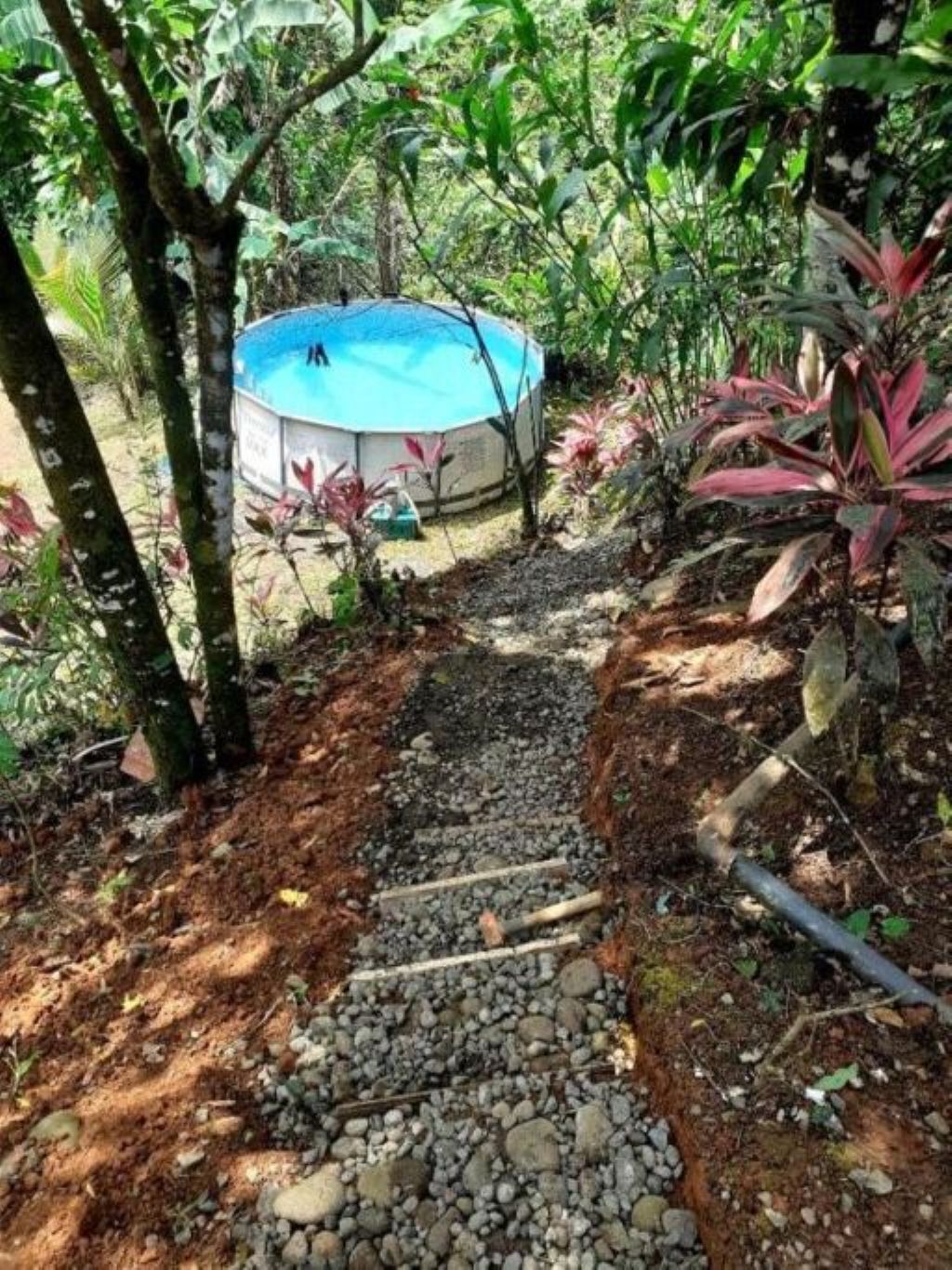A garden with a swimming pool surrounded by lush vegetation.