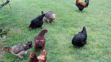 A group of chickens and a rooster on a grassy outdoor area.