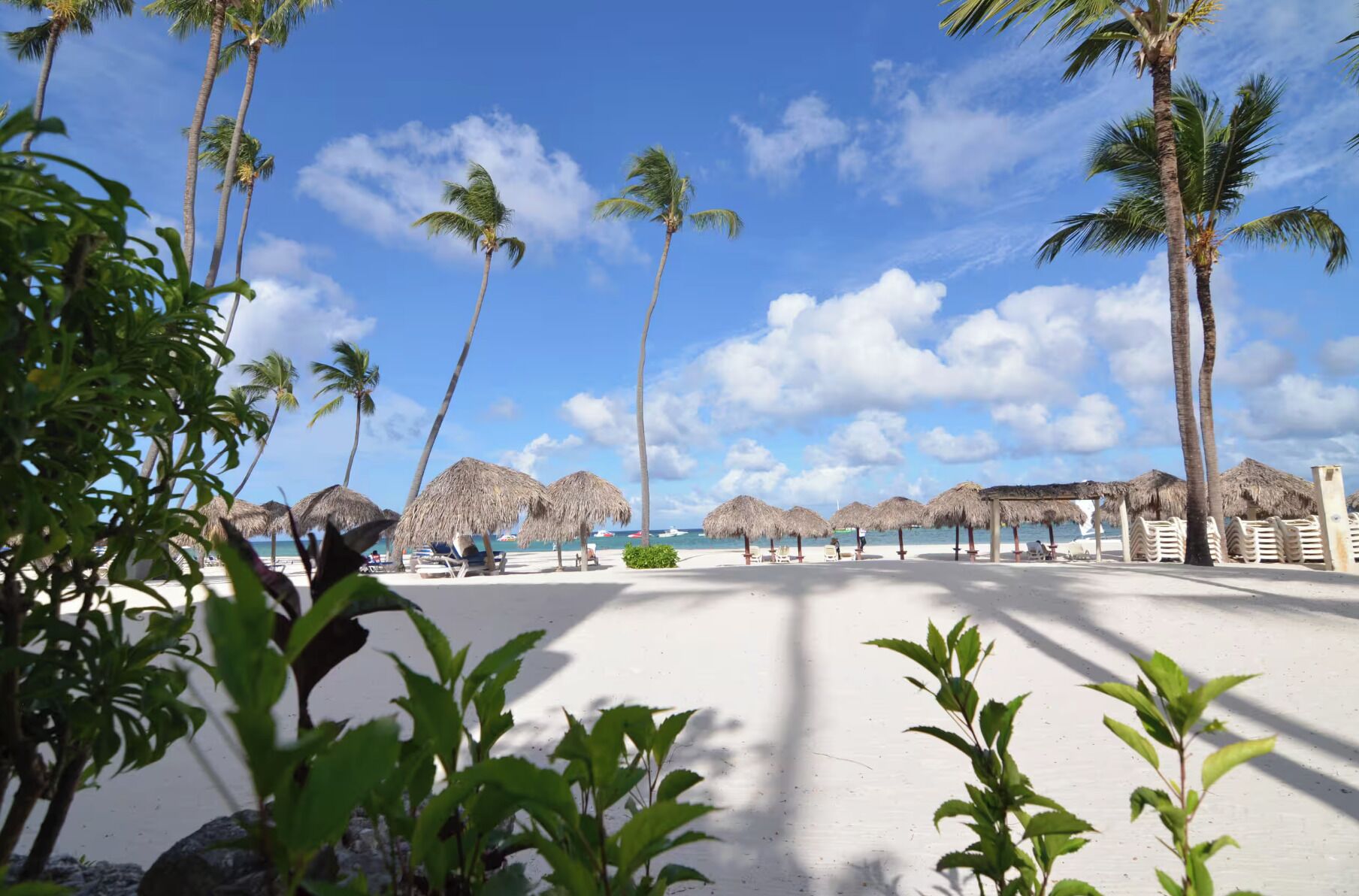 A beach with palm trees, thatched umbrellas, and a clear sky.