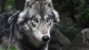 Ein Wolf in natürlicher Umgebung.
