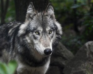 Ein Wolf in natürlicher Umgebung.