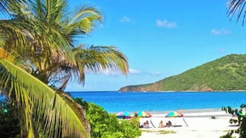 A beach scene with palm trees, a clear blue sky, and a view of the ocean.