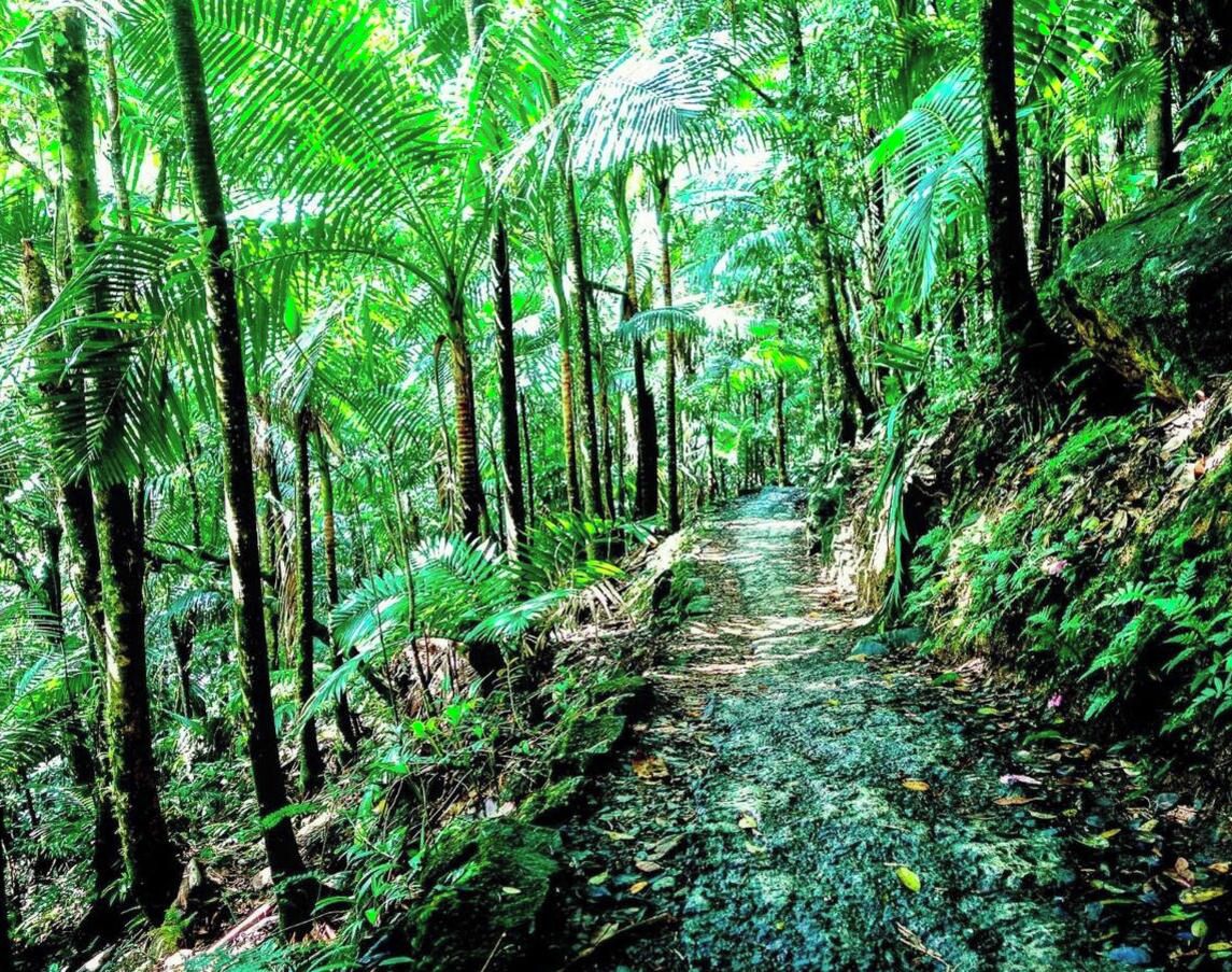 Un sendero en un bosque rodeado de árboles altos y follaje denso.