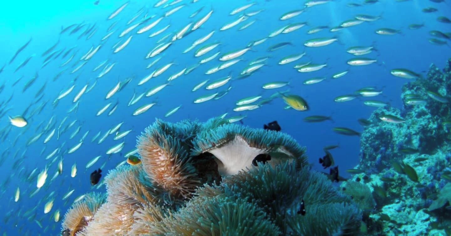 Un récif corallien où nagent des poissons.