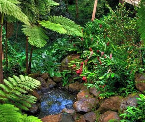 Un jardín natural con un pequeño arroyo, rocas y diversas plantas, incluidas helechos y flores.