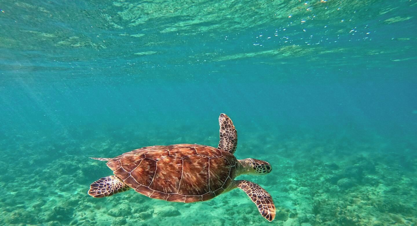 Una tortuga marina nadando bajo el agua.