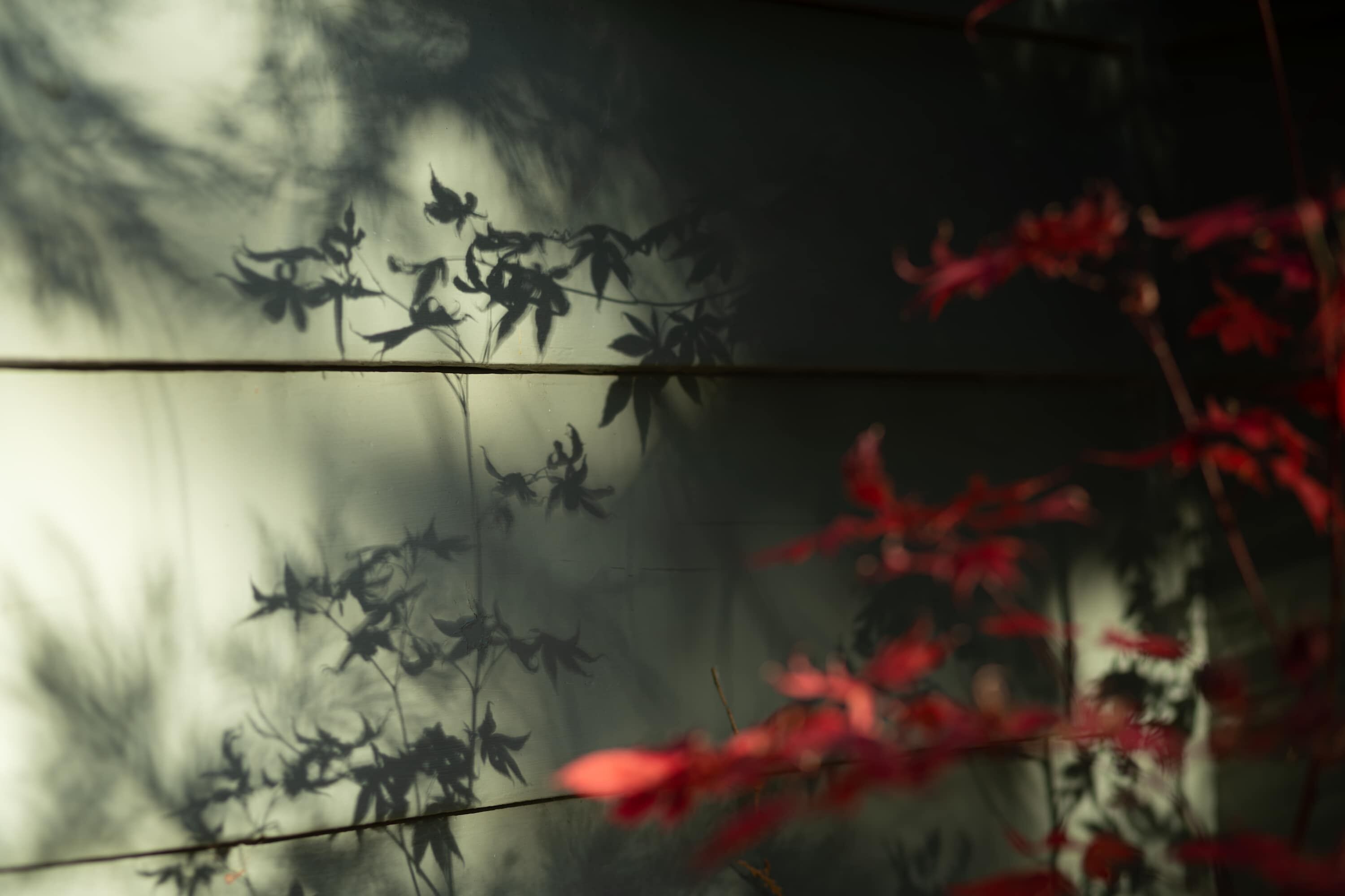 A wall with shadows of leaves and branches.