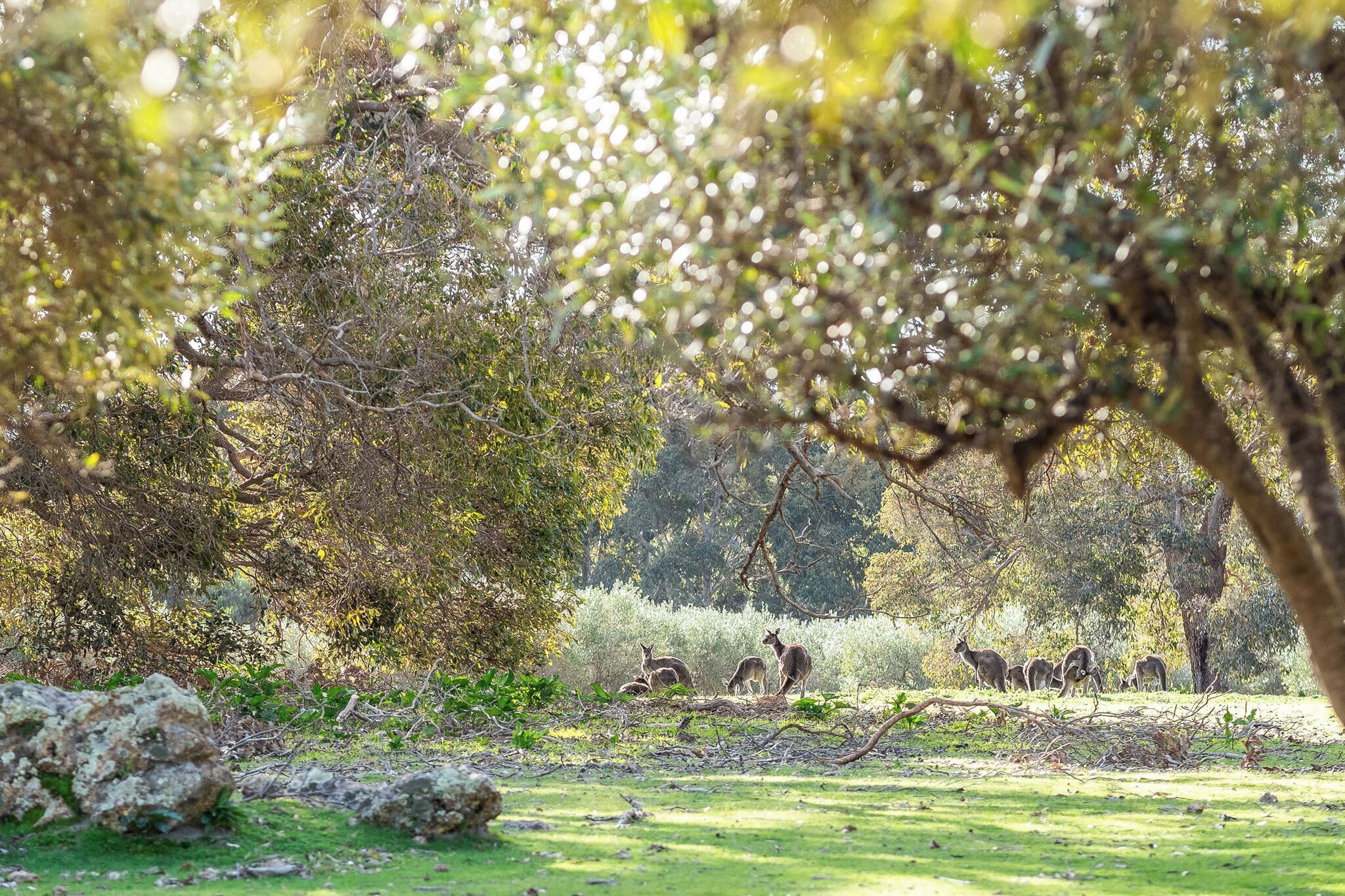 A natural landscape with trees and a group of kangaroos.
