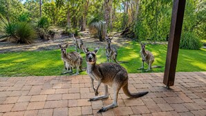 A paved area with kangaroos in a naturalistic setting with trees and shrubs. - Yelverton Brook - Fern Studio (Metricup)