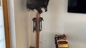 Huoneessa on puinen naulakko, seinälle asennettu televisio ja koristeellinen tuoli, jossa on värikäs koristetyyny.
