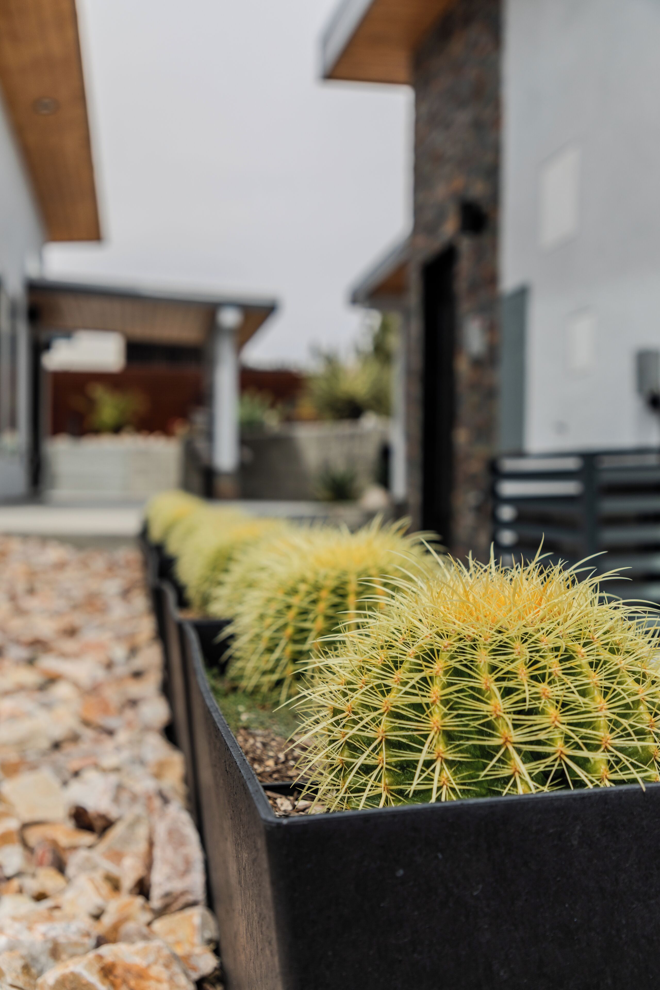 A row of cacti in black planters along a pathway.