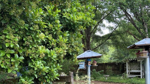 Ein Garten mit Korbmöbeln, einem Vogelhaus und einem Holzzaun.