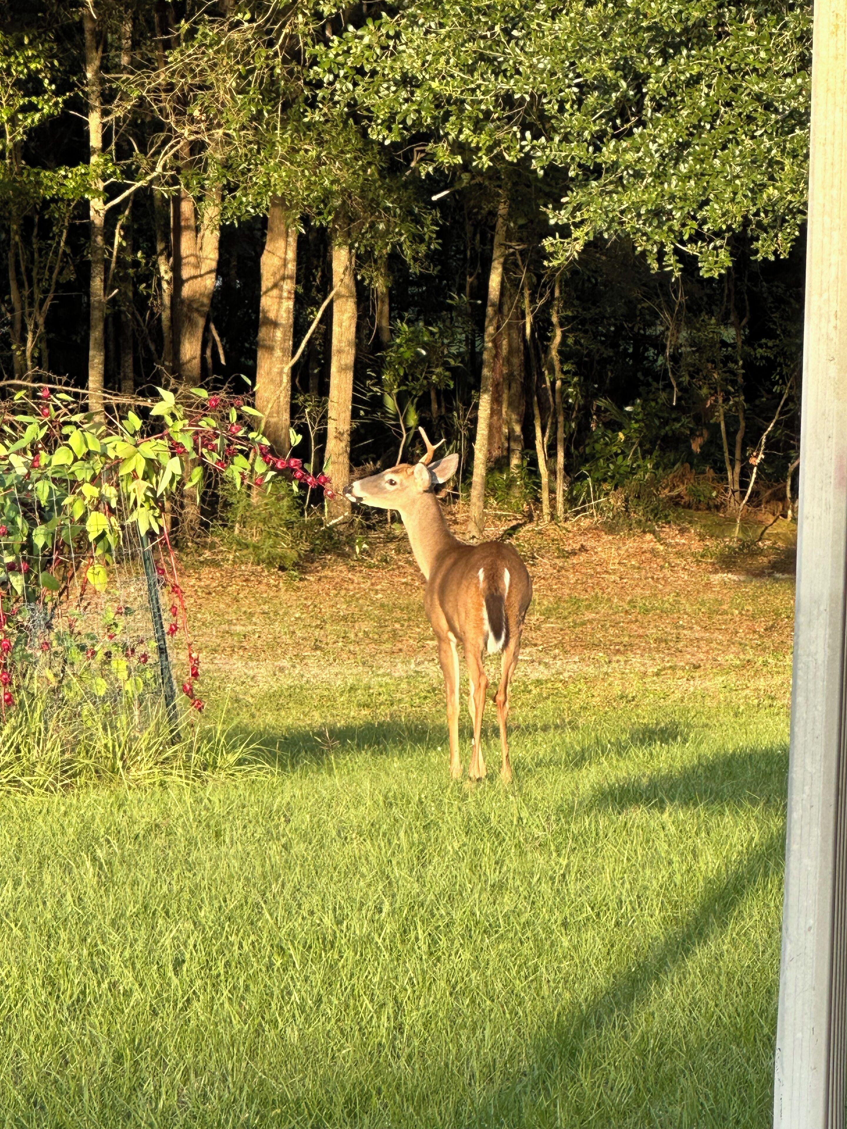 A deer in a grassy area with trees in the background.