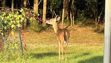 A deer in a grassy area with trees in the background.