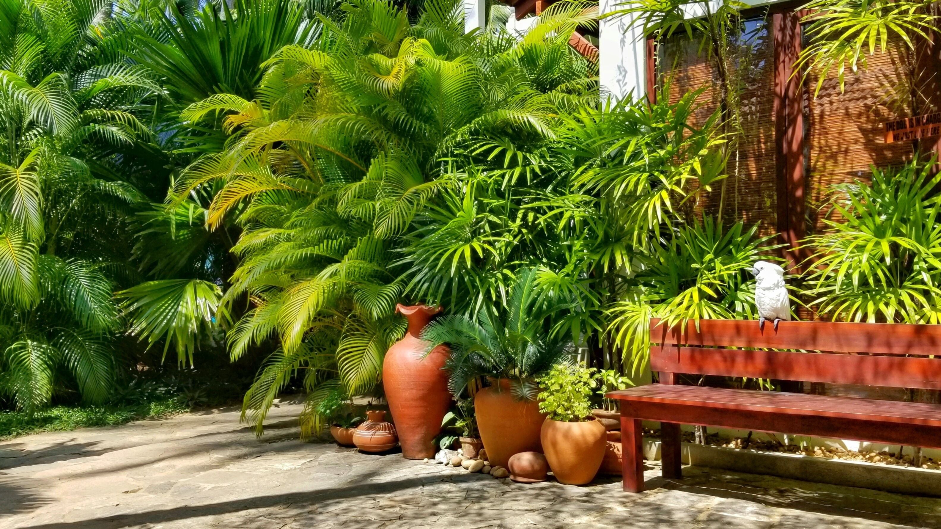 A garden with a bench and large potted plants.
