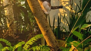 A cat climbing a tree in a lush garden with various plants and greenery. - Samadhi Ocean Inn & Spa (Rekawa)