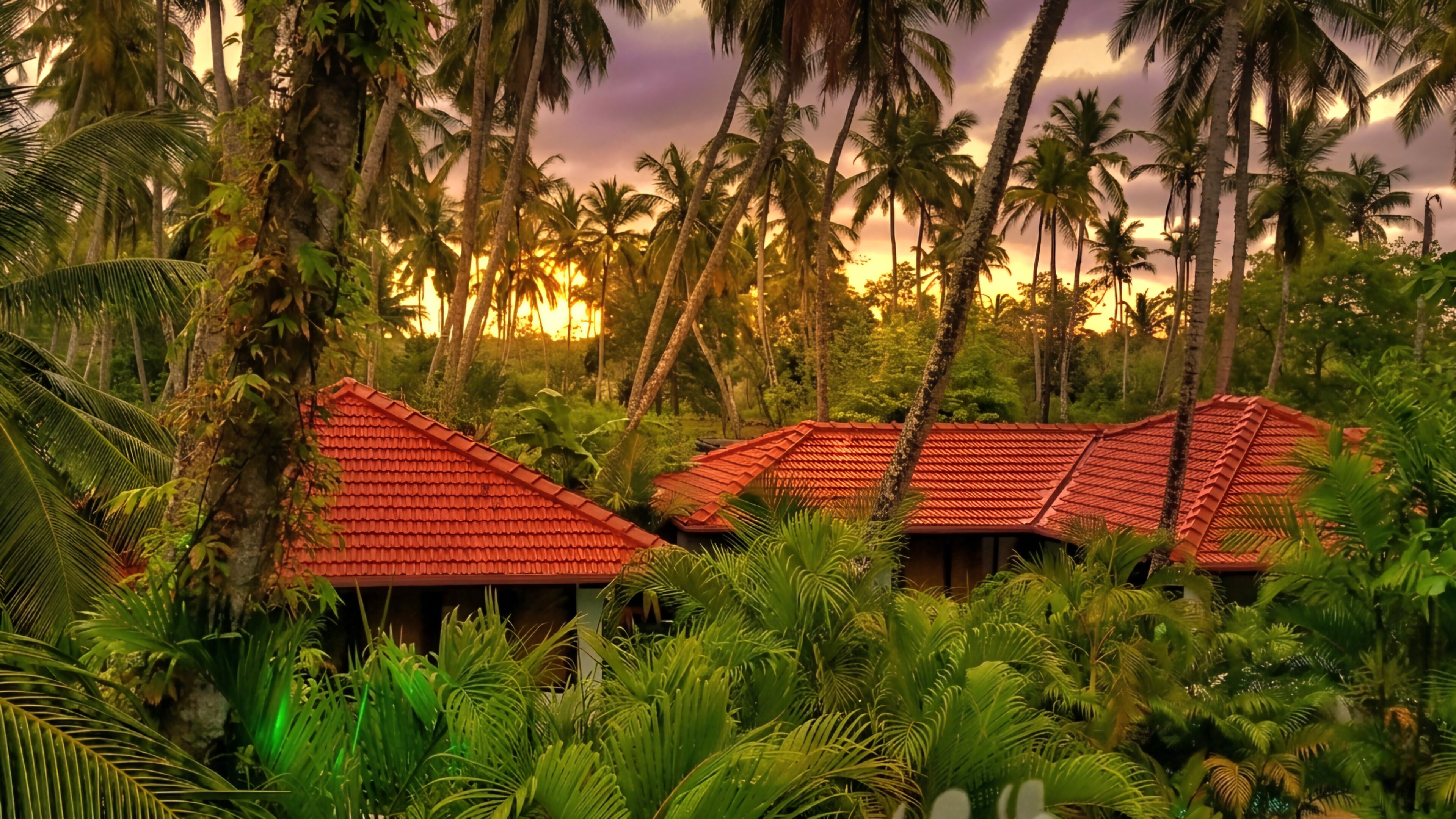 A tropical landscape with palm trees and a sunset.