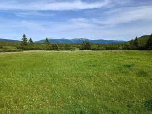 Eine grüne Wiese mit Bäumen und Bergen im Hintergrund.