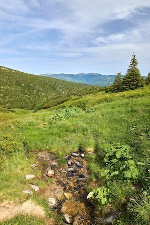 Eine natürliche Landschaft mit einem Bach, Wiesen und Bäumen.