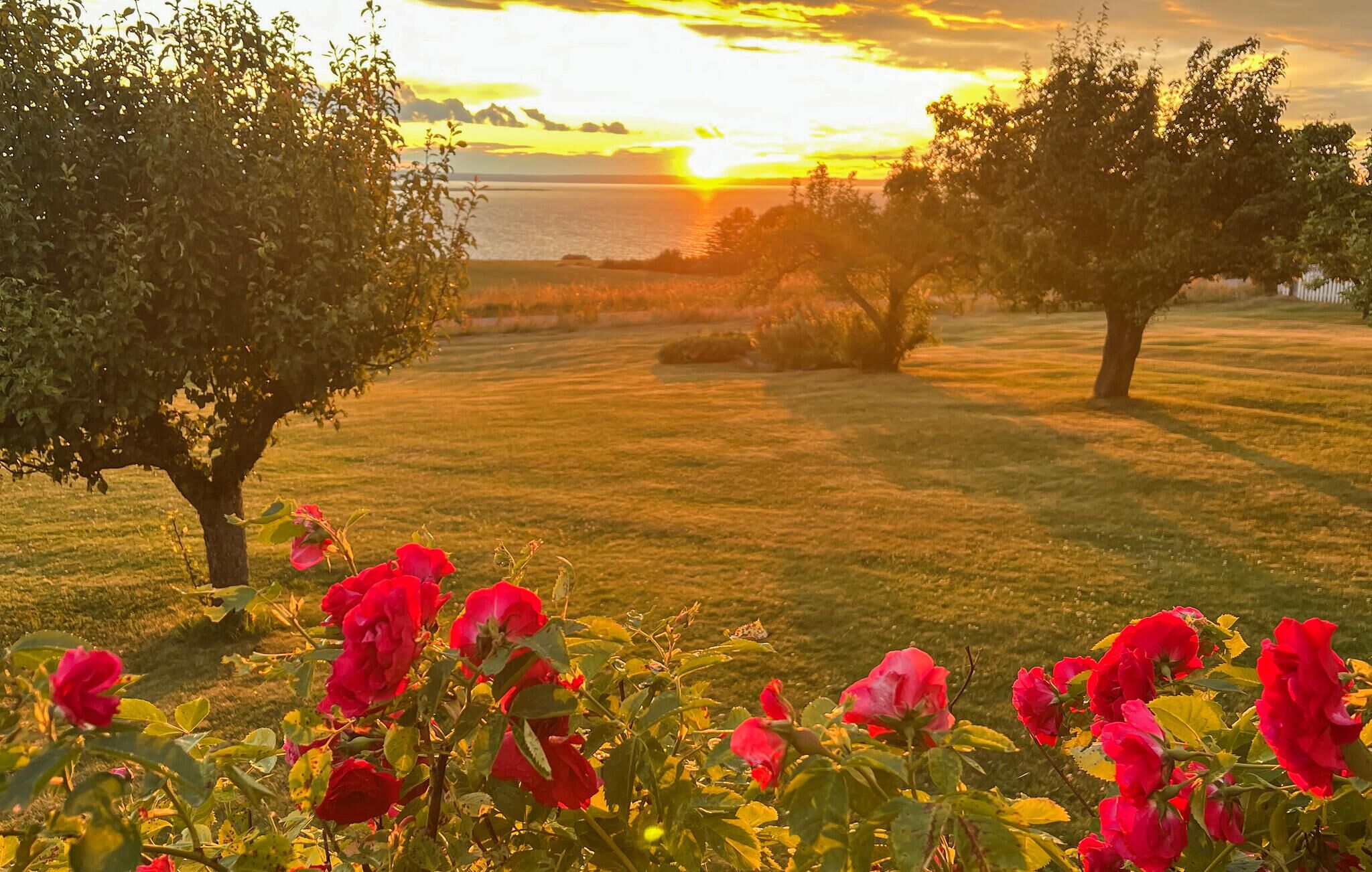 Solnedgang over en græsplæne med træer og røde blomster i forgrunden.