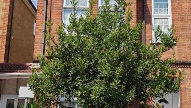 A two-story brick house with a white front door and windows, a tree in front, and a red car parked in front. - Snoozeden Wellesley - Near to Slough Station (Cardiff)