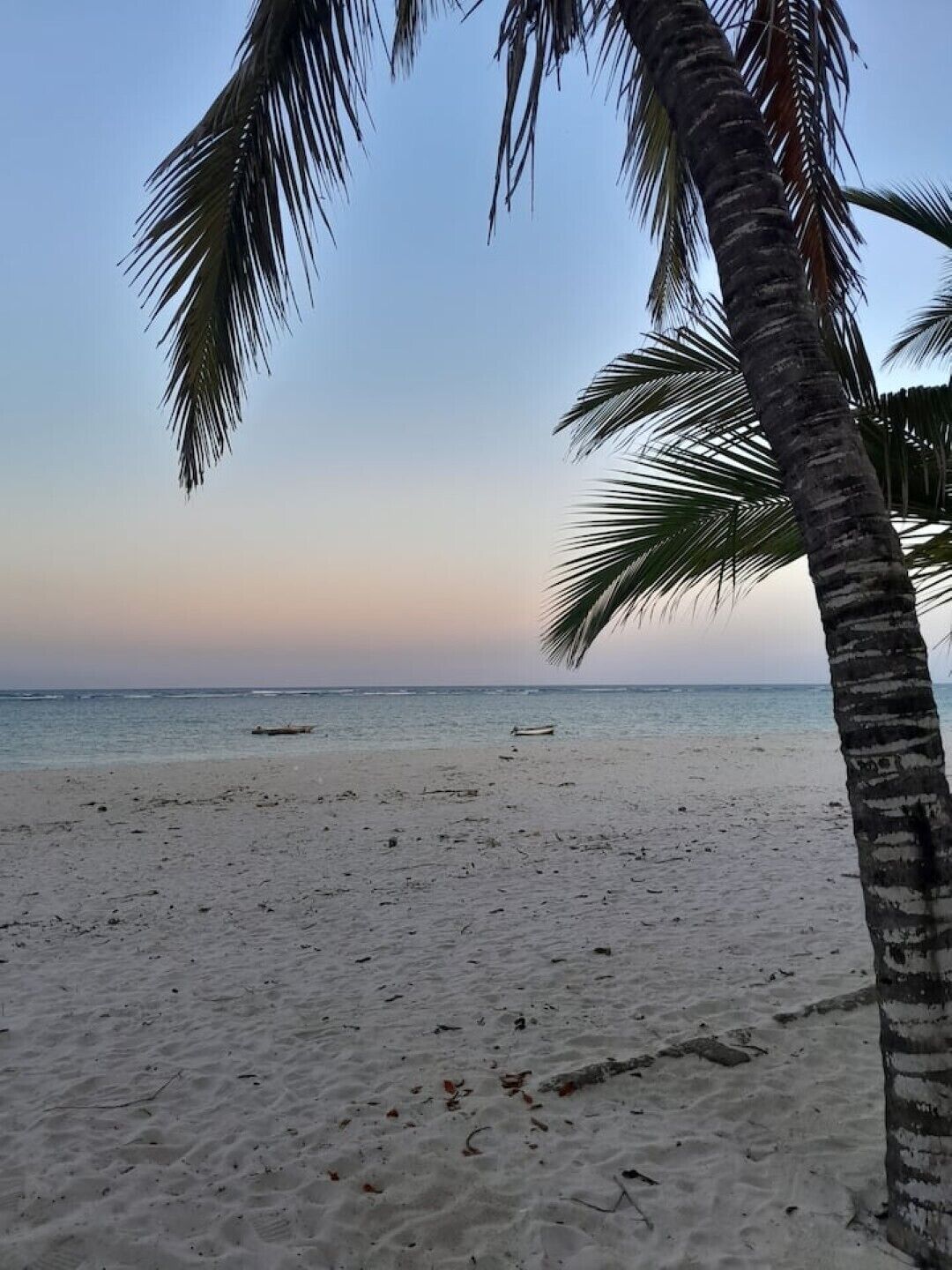 A beach with a palm tree and calm sea.