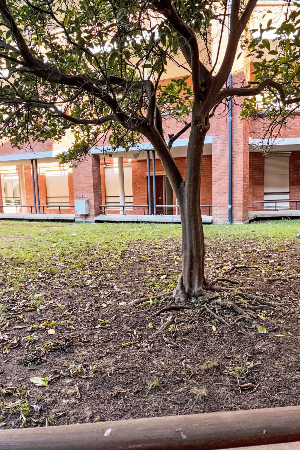 Un arbre à l’imposant tronc et aux branches déployées, situé devant un bâtiment à la façade en briques et aux grandes fenêtres.