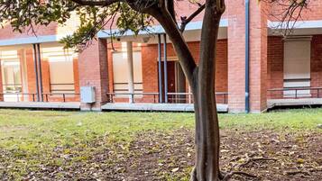 Un arbre à l’imposant tronc et aux branches déployées, situé devant un bâtiment à la façade en briques et aux grandes fenêtres.