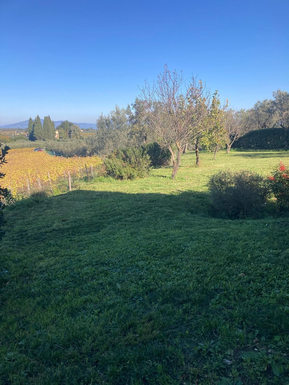 Un campo cubierto de hierba con un viñedo y árboles al fondo.
