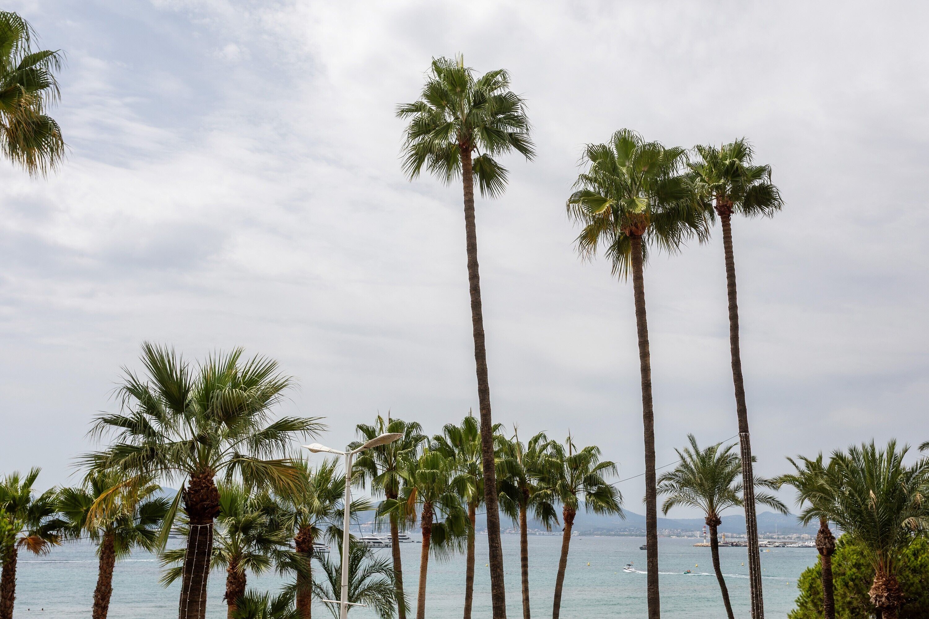 A coastal scene with tall palm trees and a view of the sea.