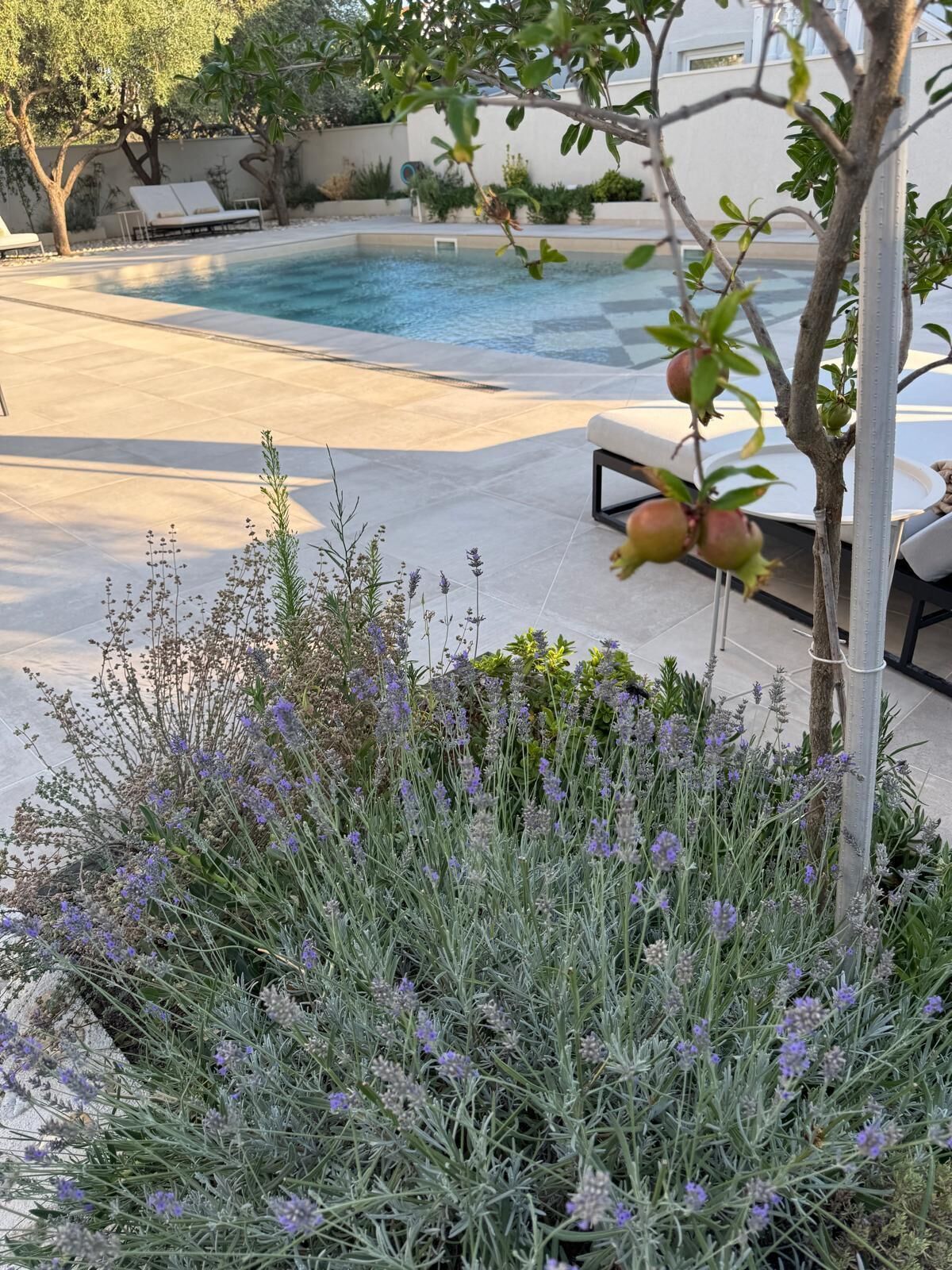 A swimming pool with lounge chairs and a garden with lavender plants.