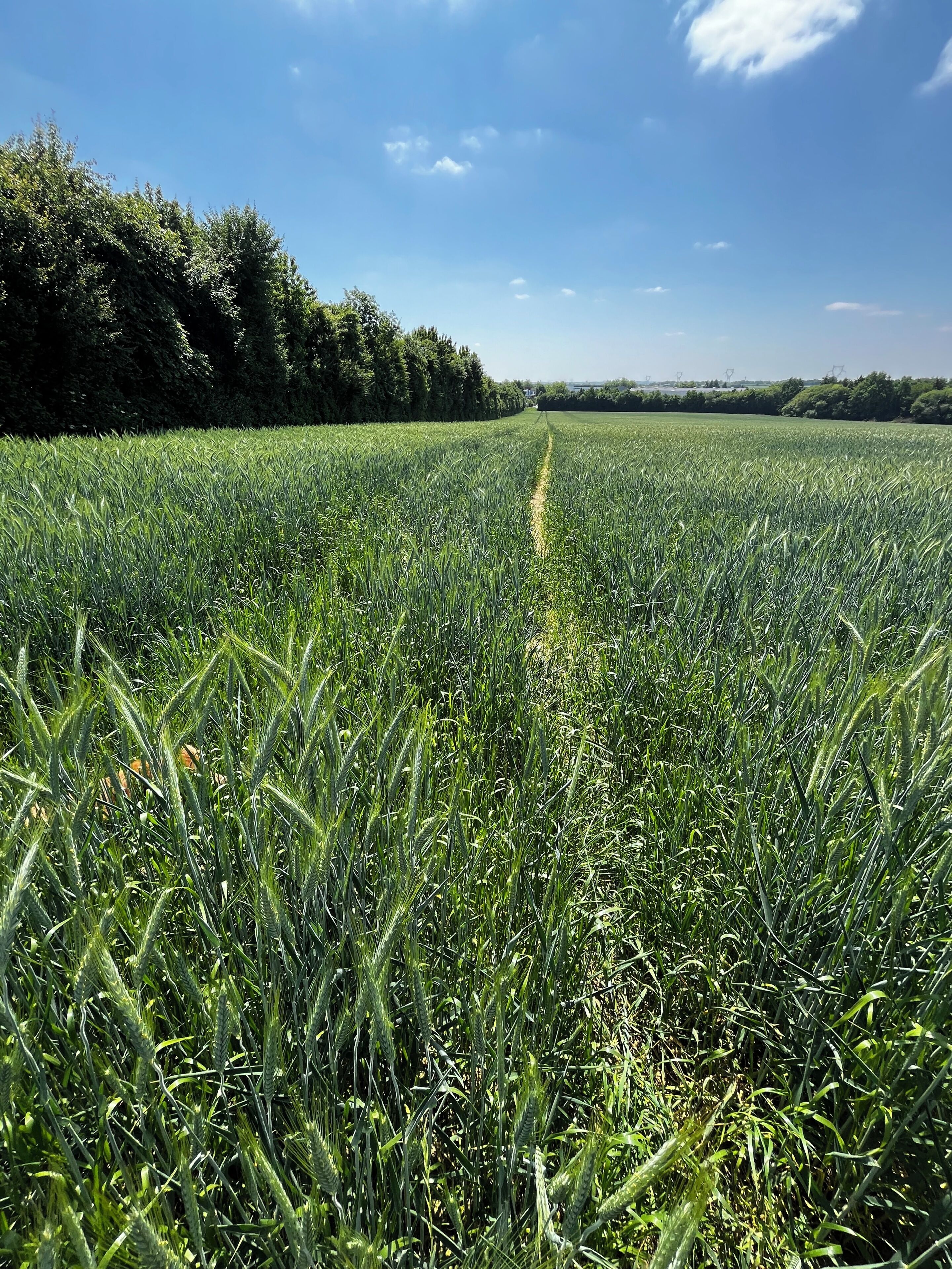 Un champ de cultures sous un ciel dégagé, avec des arbres en arrière-plan.