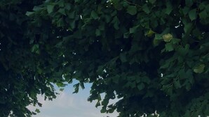 Eine Bank unter einem Baum mit Blick auf eine Landschaft, eine Steinmauer und ferne Hügel.