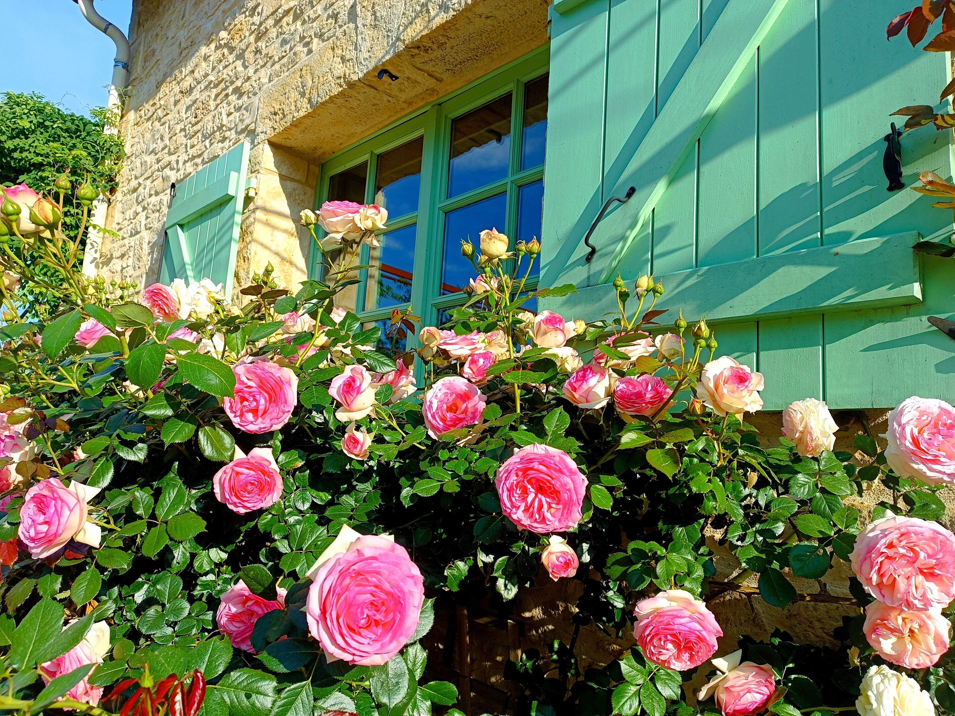 Ein Gebäude mit grünen Fensterläden und einer mit rosa und weißen Rosen bewachsenen Mauer.