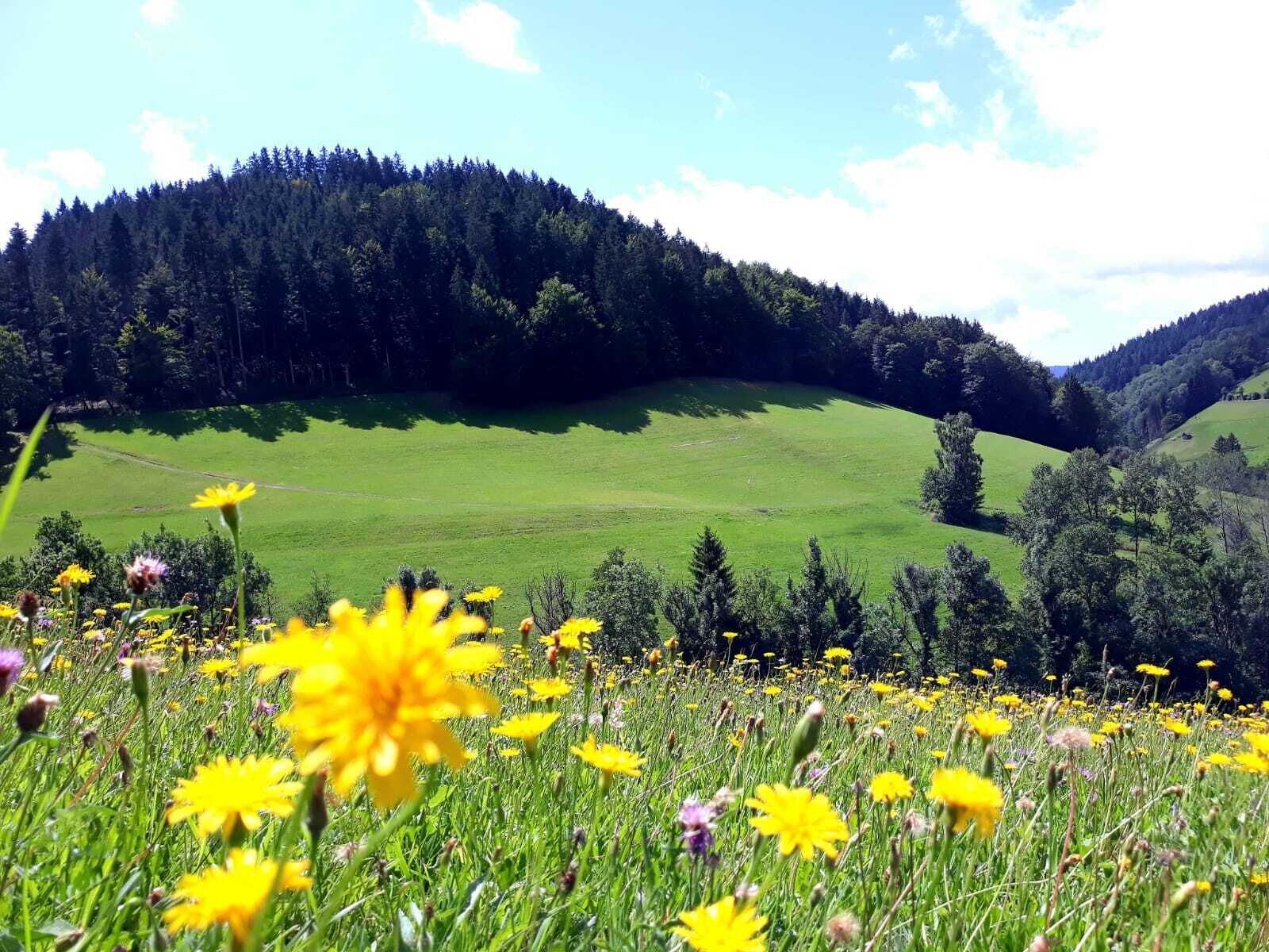Um campo de flores amarelas com uma colina arborizada ao fundo.