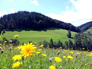 A field of yellow flowers with a forested hill in the background. - Modern Black Forest vacation rental for up to 5 people with an elevator. Pet-friendly! (Bad Peterstal-Griesbach)