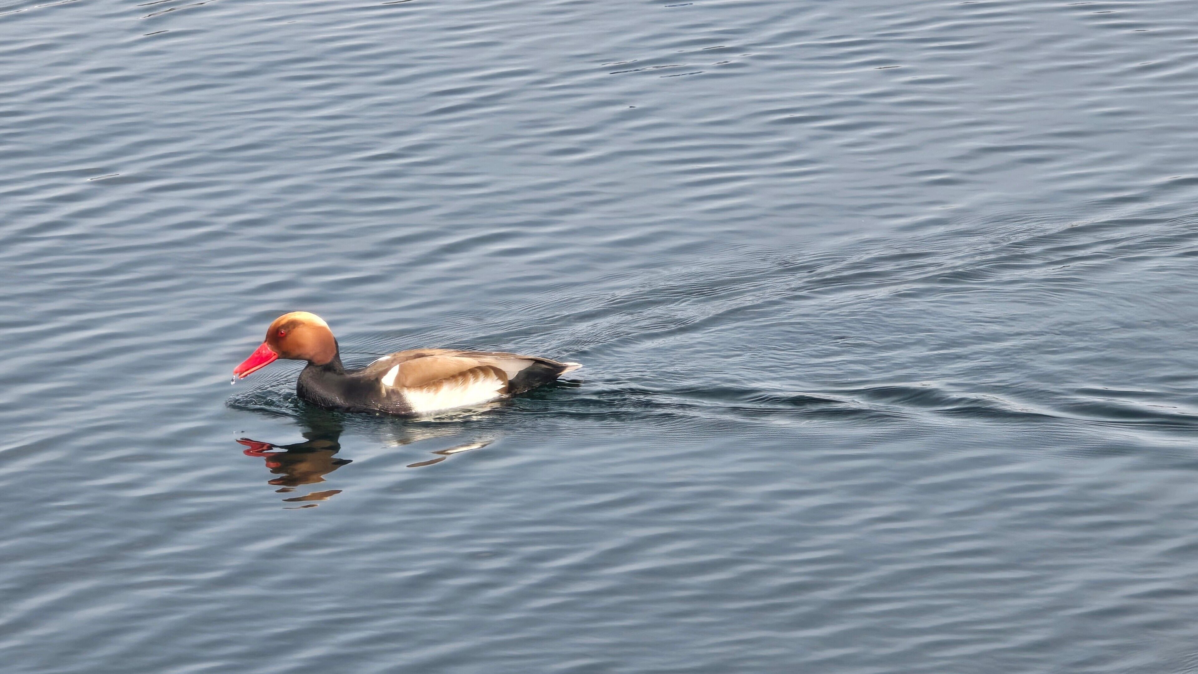 A duck swimming in calm water.