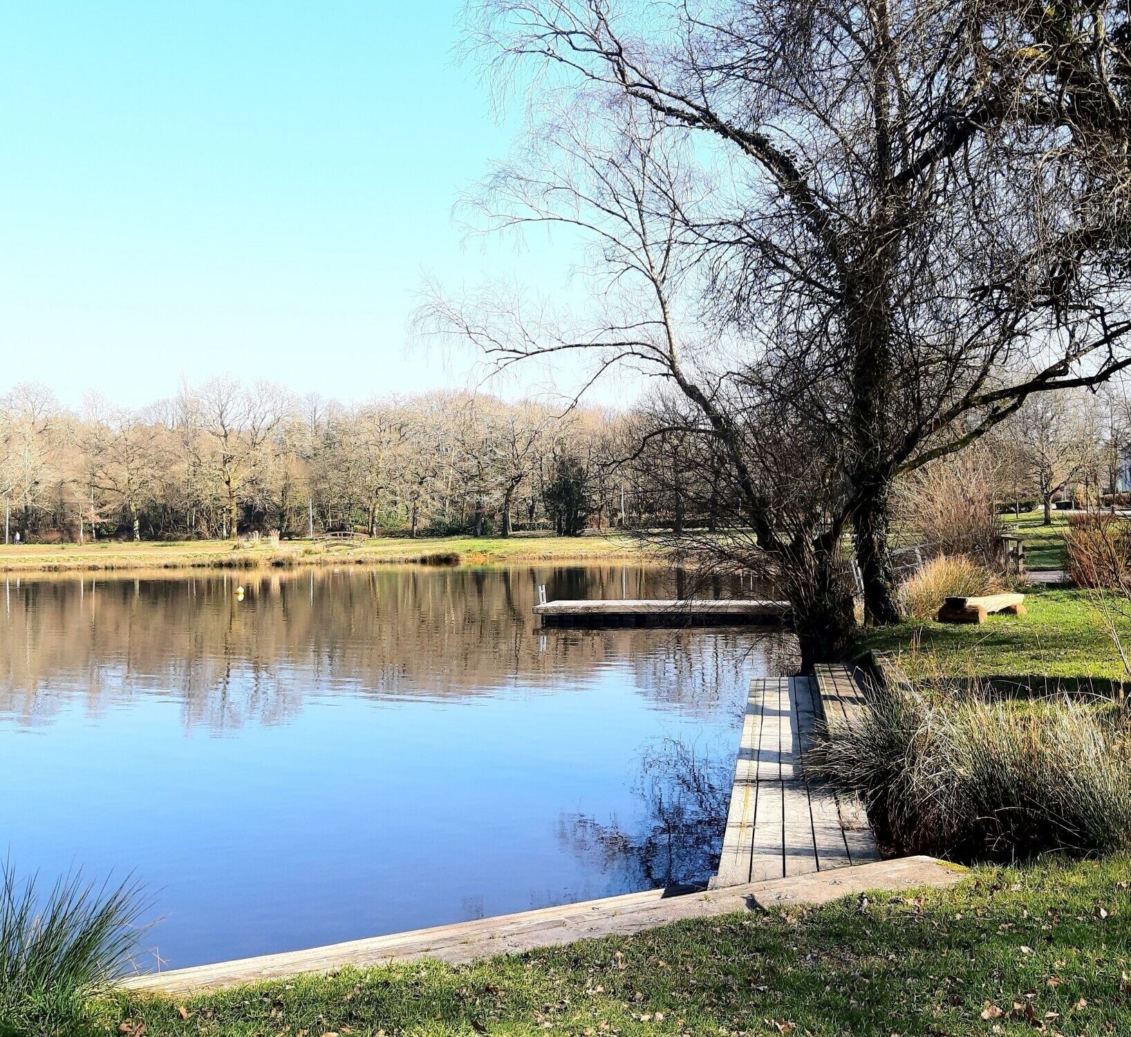 A tranquil lake with a wooden dock and a tree-lined shore.