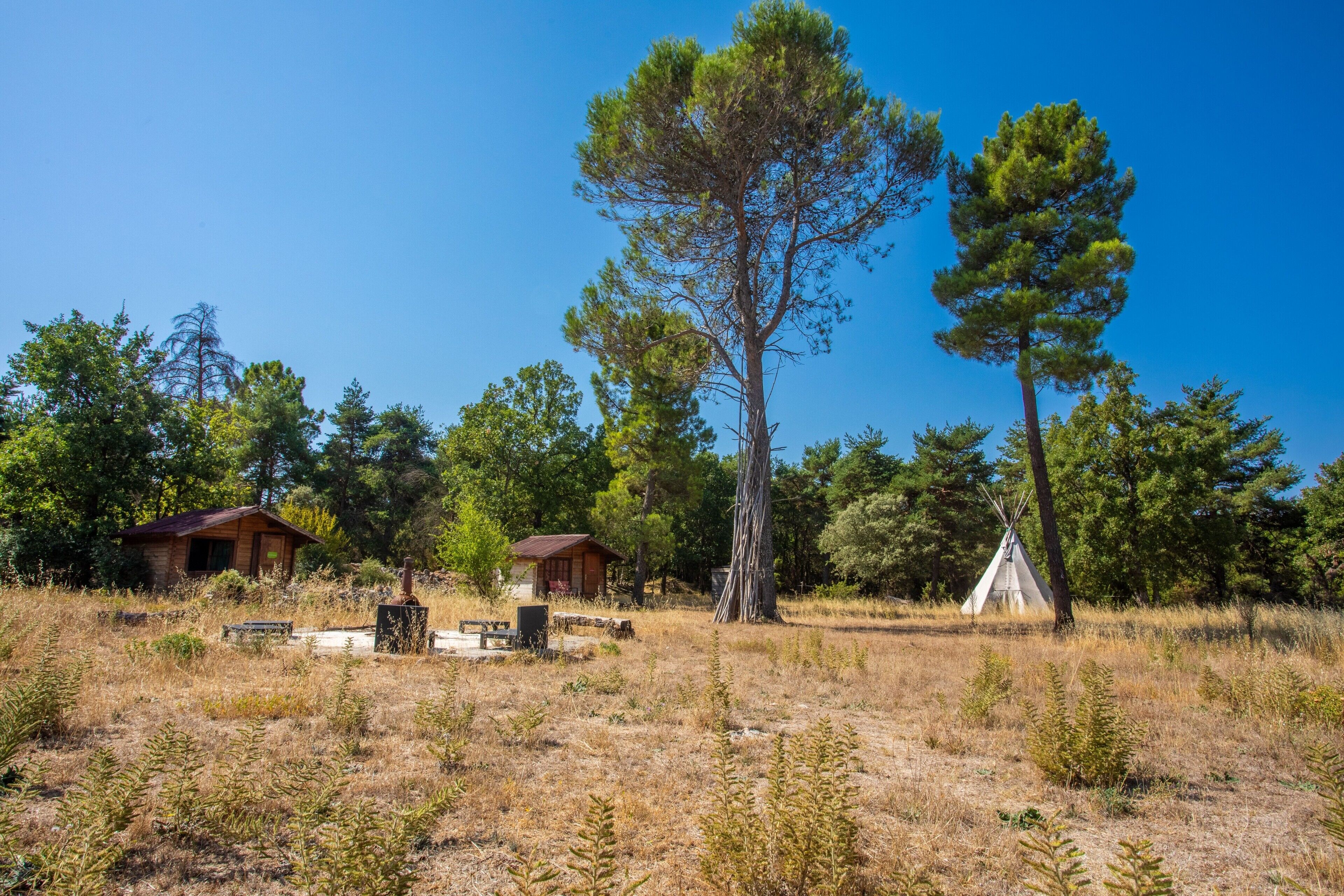 A natural landscape with a wooden cabin, a tipi, and a tall pine tree.