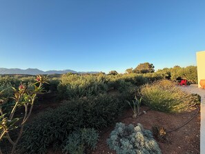 Un jardín con diversas plantas y una silla roja.