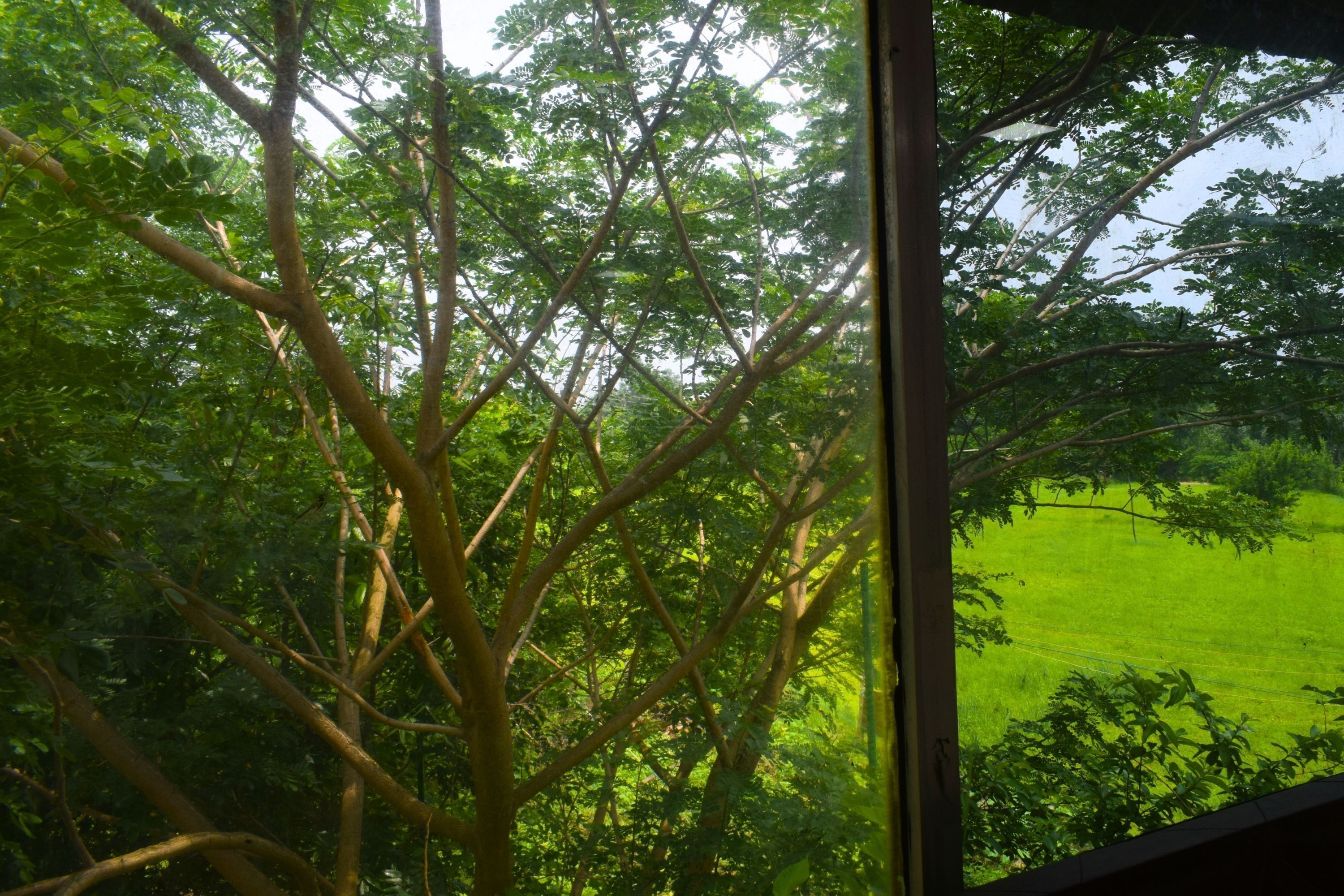 A view through a window of a tree-lined area with a grassy field.